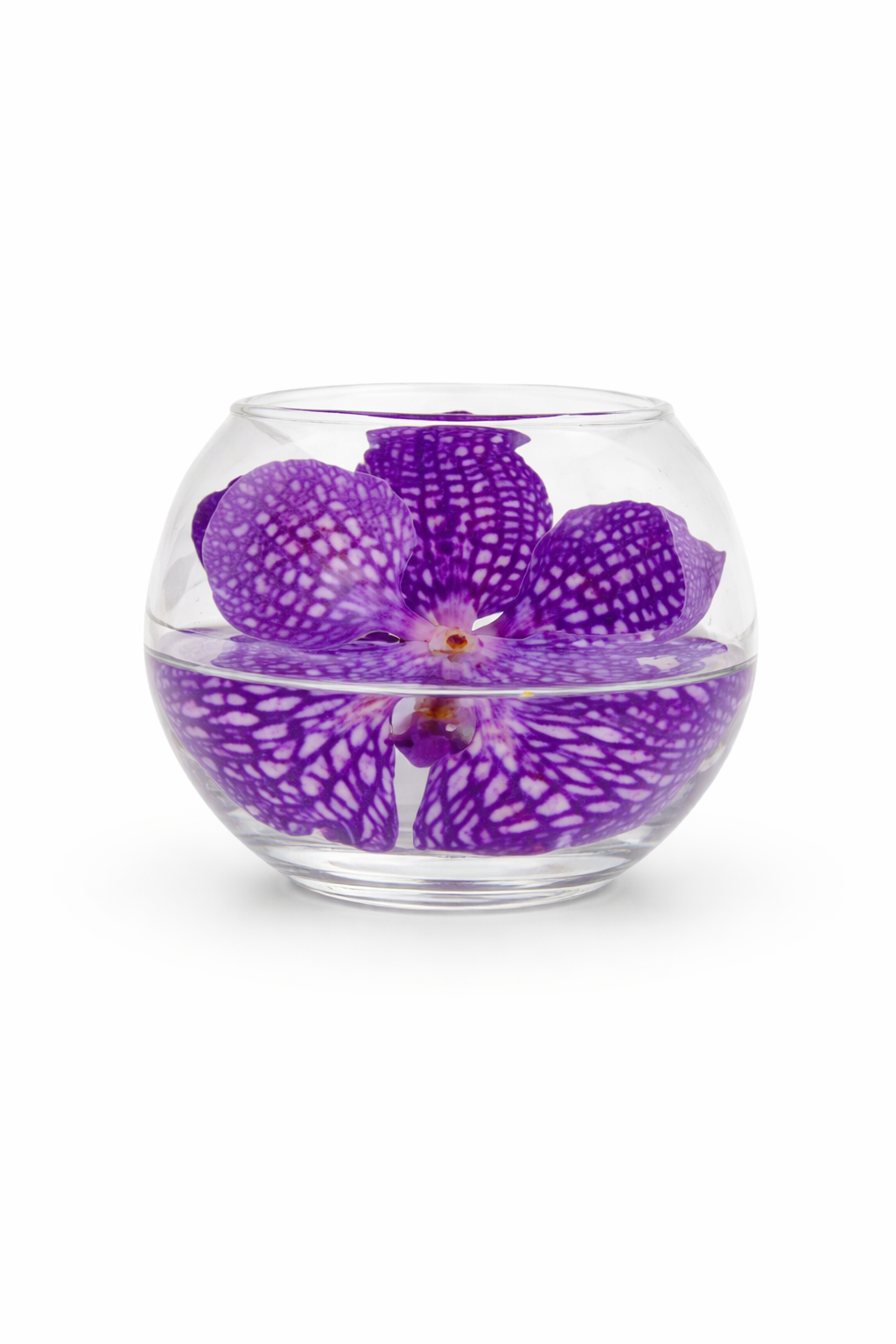 Single Orchid (Floating )